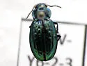 Blethisa catenaria - photo 4