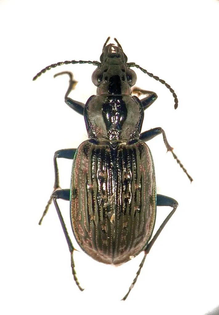Blethisa hudsonica