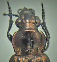 Blethisa julii - photo 2