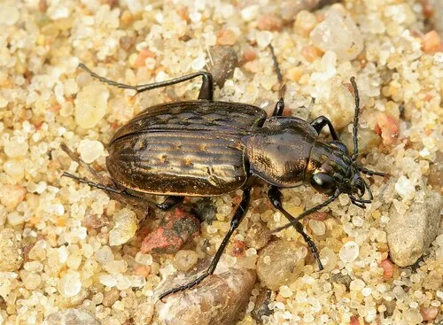 Blethisa multipunctata aurata - Blethisa multipunctata