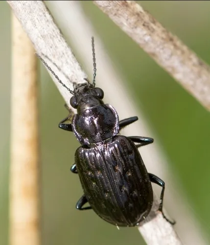 Blethisa multipunctata aurata - photo 2