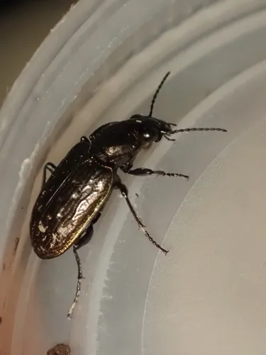Blethisa multipunctata aurata - photo 3
