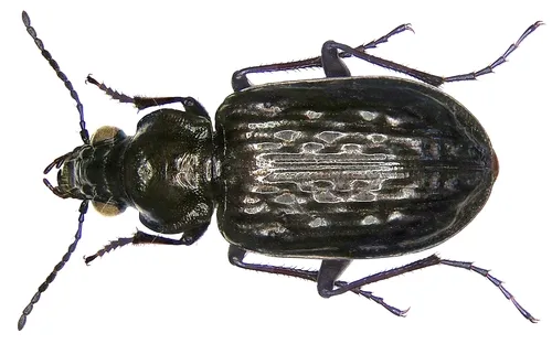 Blethisa multipunctata aurata - photo 4