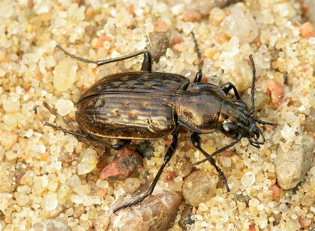 Blethisa multipunctata aurata - photo 5