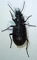 Blethisa oregonensis