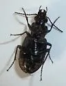 Blethisa oregonensis - photo 2