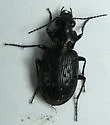 Blethisa oregonensis - photo 4