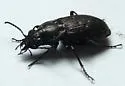 Blethisa oregonensis - photo 5
