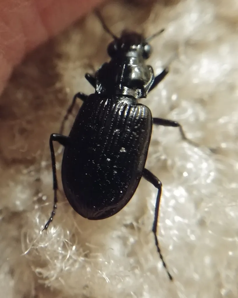 Blethisa quadricollis - photo 2