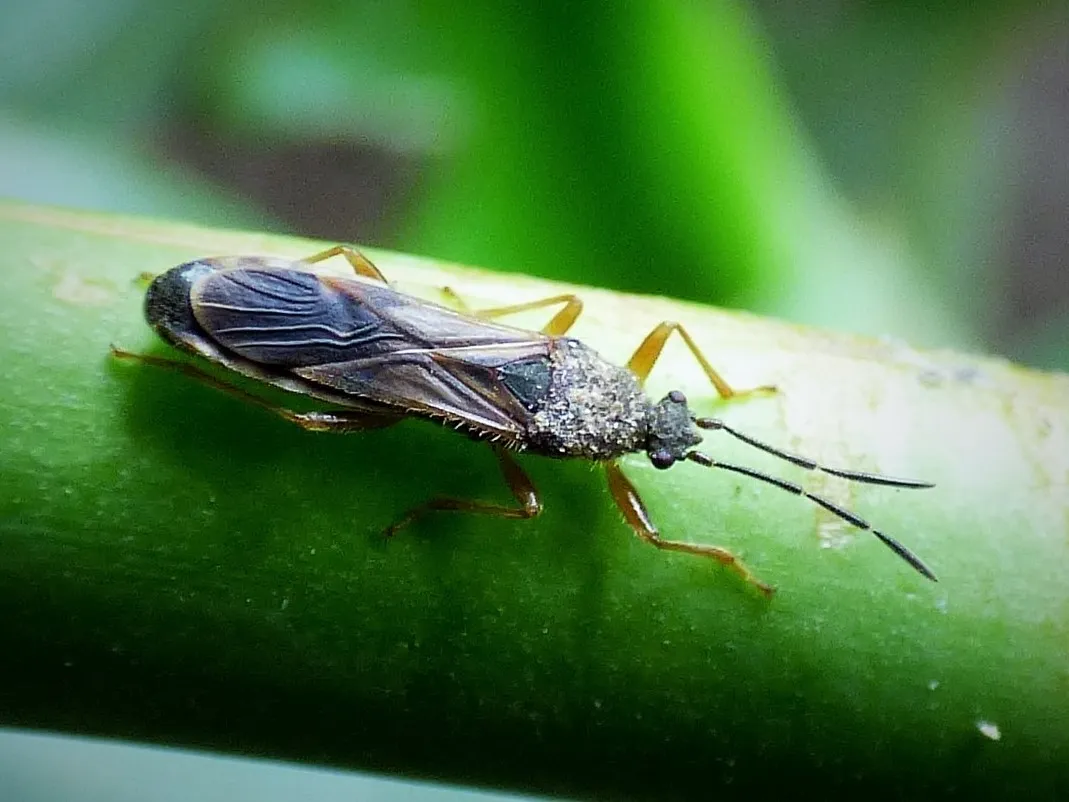 Chinch Bugs and Allies - photo 2