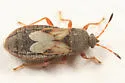 Blissus arenarius