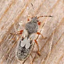 Blissus arenarius - photo 2