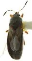 Blissus arenarius - photo 4