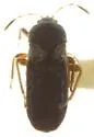 Blissus canadensis