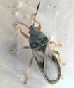 Southern Chinch Bug