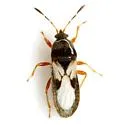 Southern Chinch Bug - photo 2