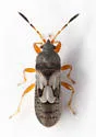 Southern Chinch Bug - photo 3