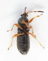 Southern Chinch Bug - photo 4