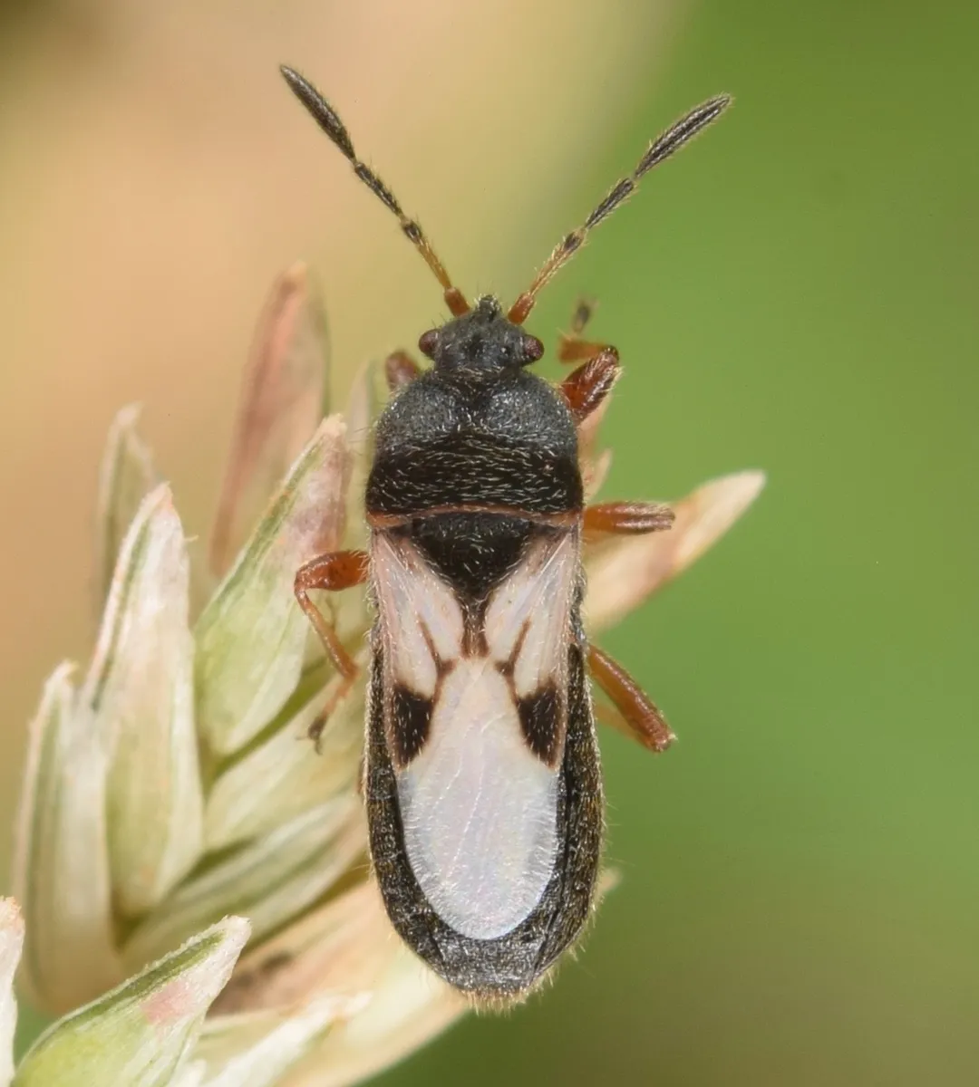 Hairy Chinch Bug - photo 3