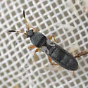 Blissus minutus