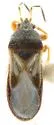 Western Chinch Bug
