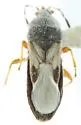 Western Chinch Bug - photo 2