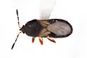Western Chinch Bug - photo 3