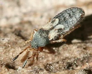 Blissus sweeti