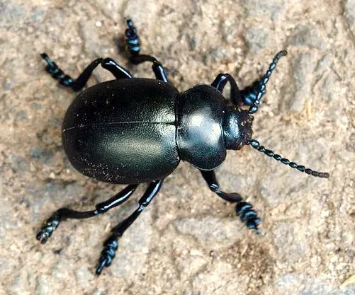 Bloody-nosed Beetle - photo 3