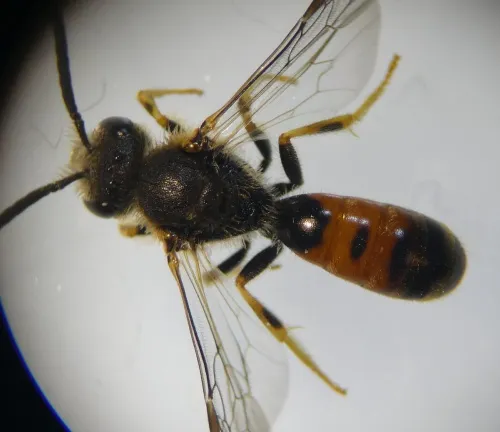 Bloomed Furrow Bee