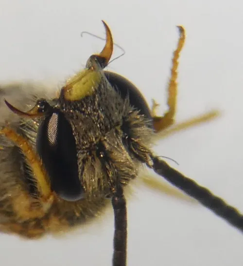 Bloomed Furrow Bee - photo 2