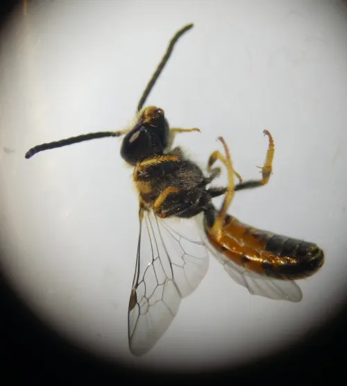 Bloomed Furrow Bee - photo 3
