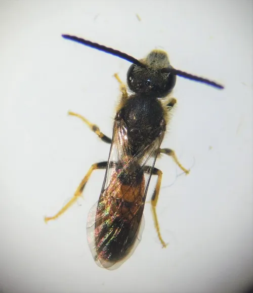 Bloomed Furrow Bee - photo 4