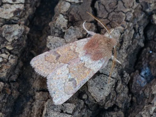 Blossom Underwing - Orthosia miniosa