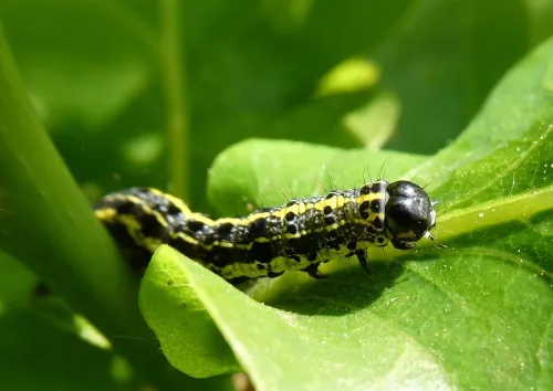 Blossom Underwing - photo 2