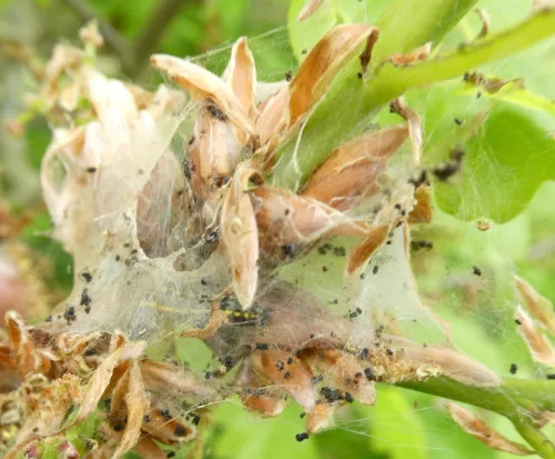 Blossom Underwing - photo 3