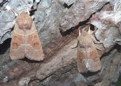 Blossom Underwing - photo 4