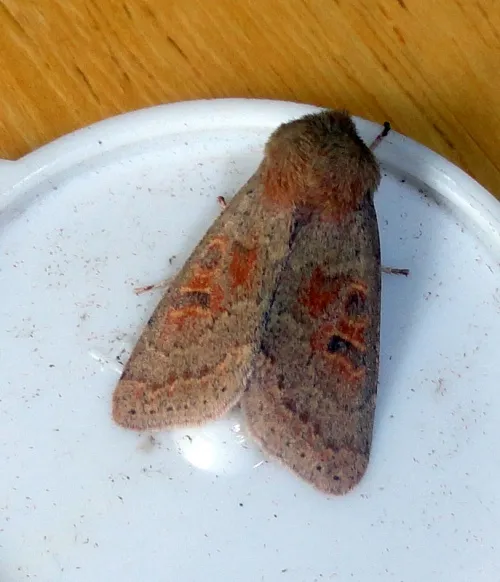 Blossom Underwing - photo 5