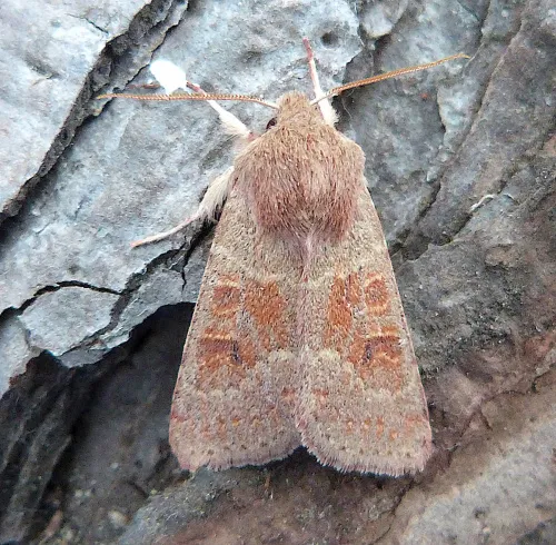Blossom Underwing - photo 6