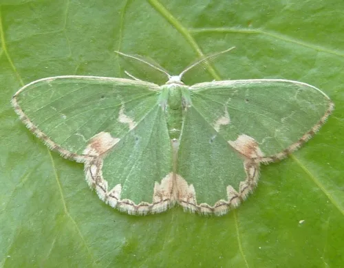 Blotched Emerald