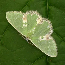Blotched Emerald - photo 2