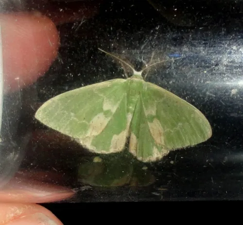 Blotched Emerald - photo 3