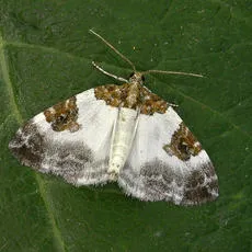 Blue-bordered Carpet - photo 2