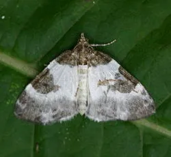 Blue-bordered Carpet - photo 3