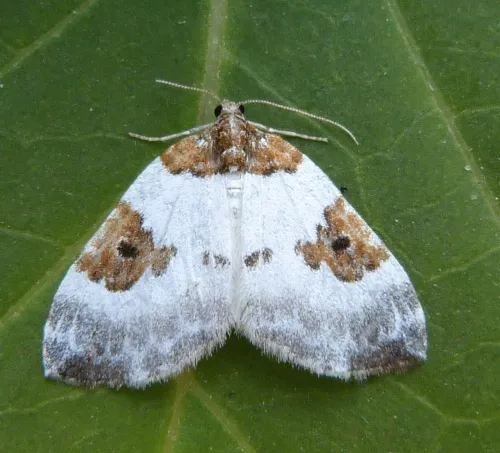 Blue-bordered Carpet - photo 4