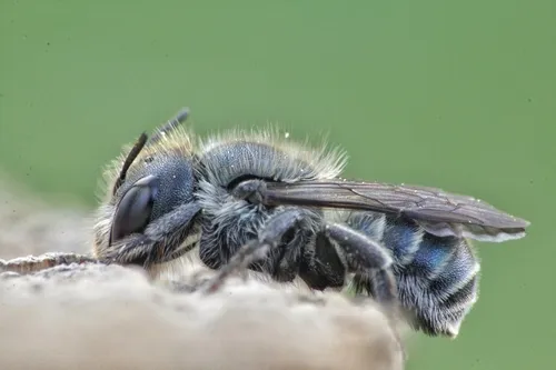 Blue Mason Bee