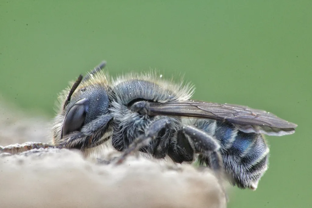 Blue Mason Bee - photo 2