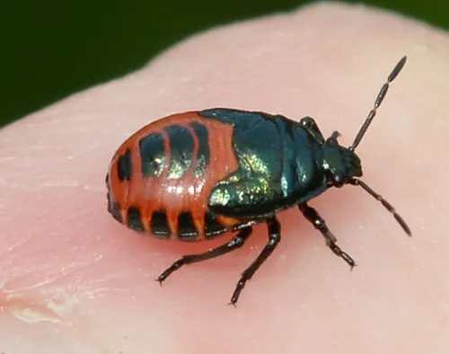 Blue Shieldbug - photo 2