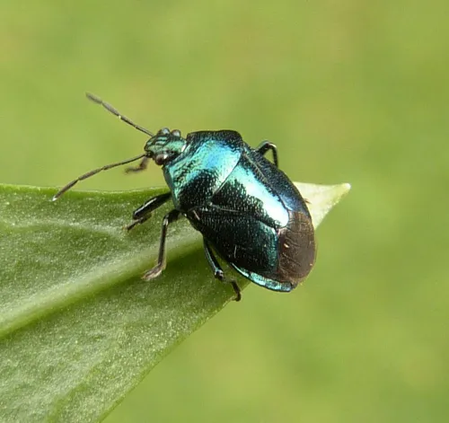 Blue Shieldbug - photo 3