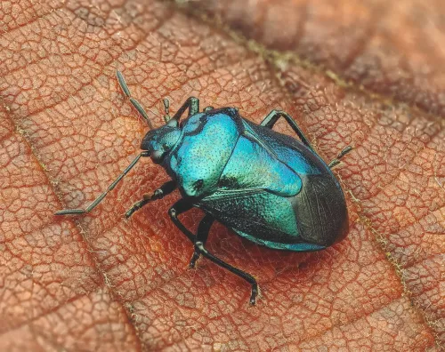 Blue Shieldbug - photo 4